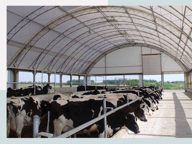 Тентовые коровники в Назарово